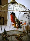 image/_finch1.jpg, 5.8K