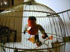 image/_finch2.jpg, 6.3K