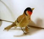 image/_finch3.jpg, 3.5K