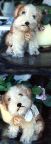 image/_molly07.jpg, 3.3K