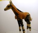 image/_okapi5.jpg, 3.1K
